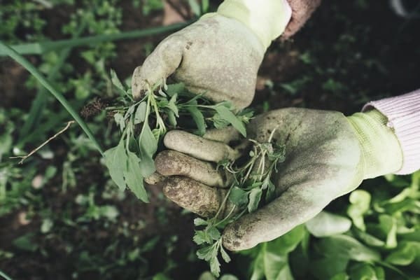7 Great Weeding Tips for Beginners