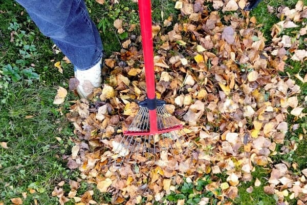 Cleanups Services