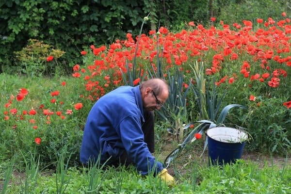 Weeding & Prunning